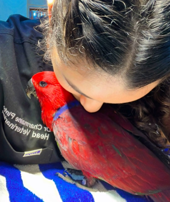 An eclectus parrot resting with a clinic vet