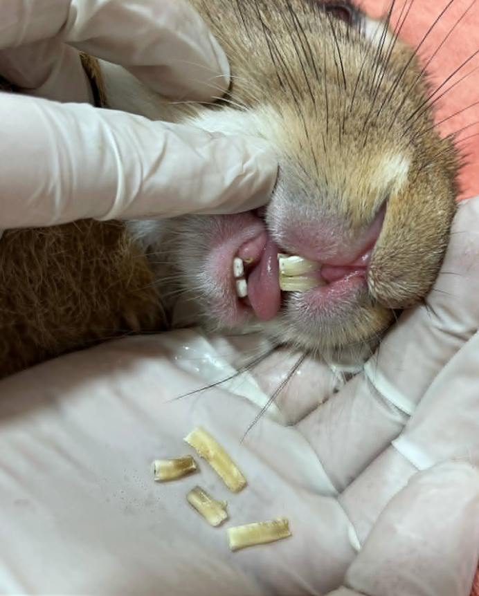 Same rabbit after incisor trimming