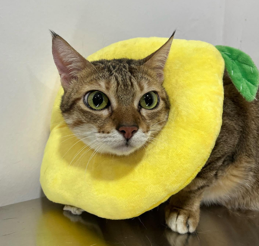 A tabby cat wearing a soft recovery collar after a procedure