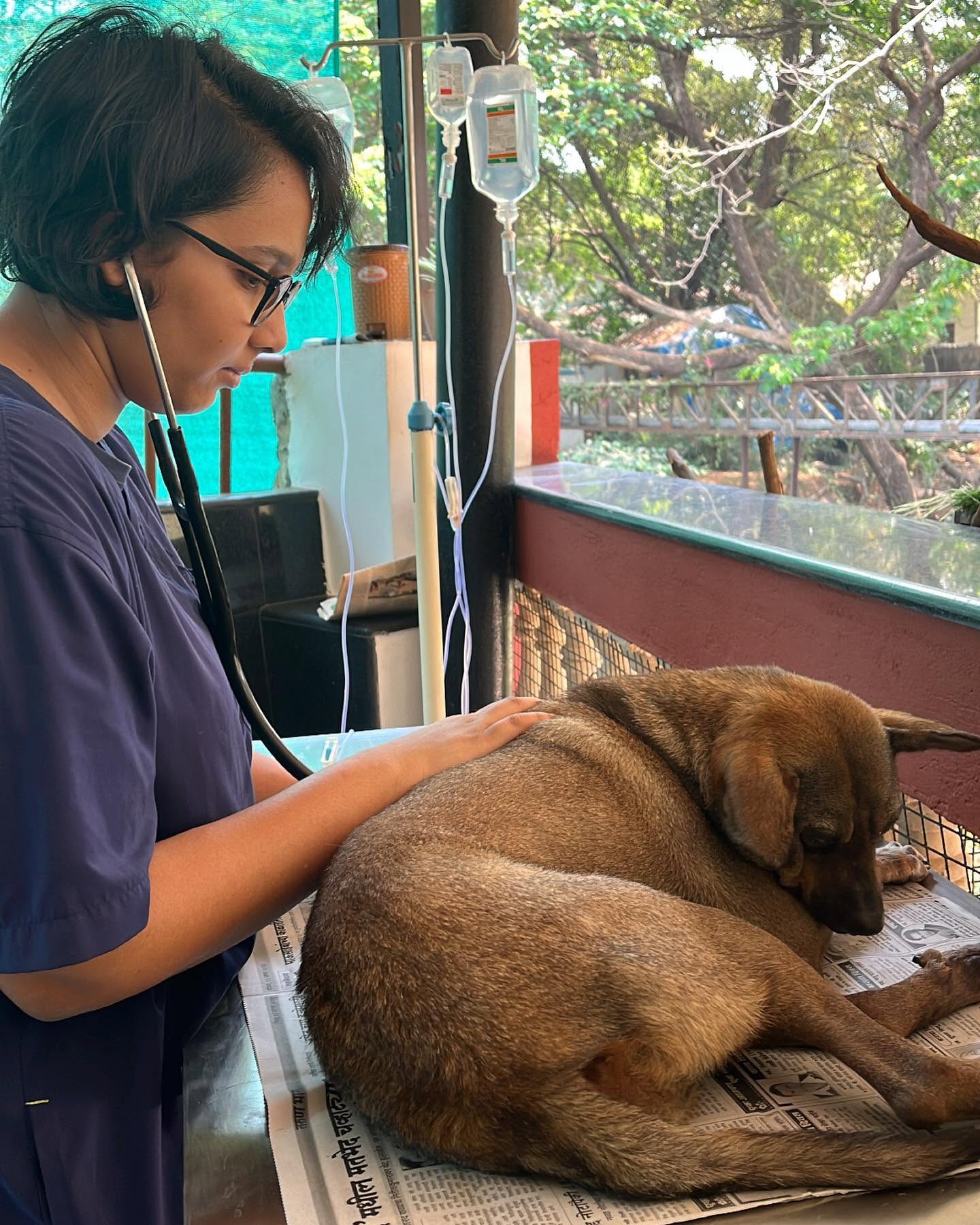 Dr Charmaine examining a small dog in the clinic