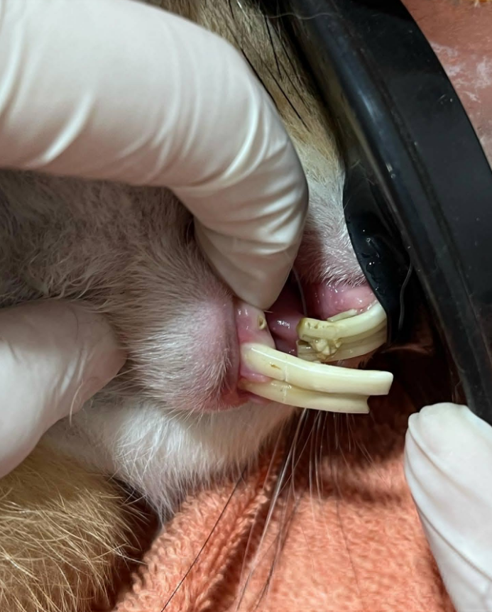 Rabbit with overgrown incisors before dental treatment