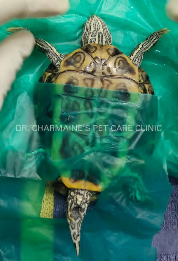 A red-eared slider turtle draped for a surgical procedure at the clinic