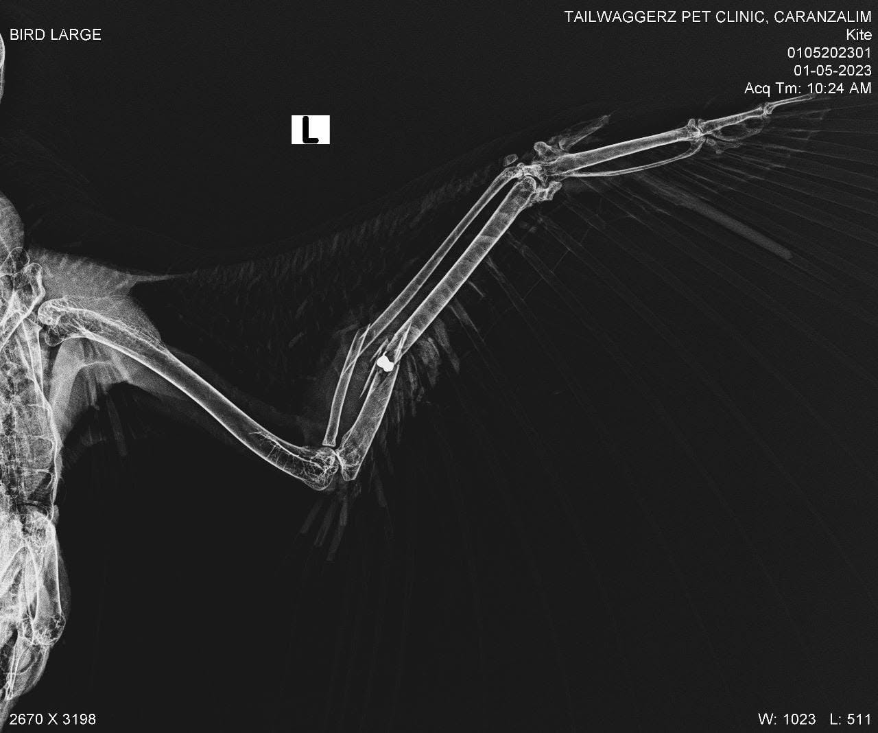 Radiograph of a black kite's left wing showing a fracture
