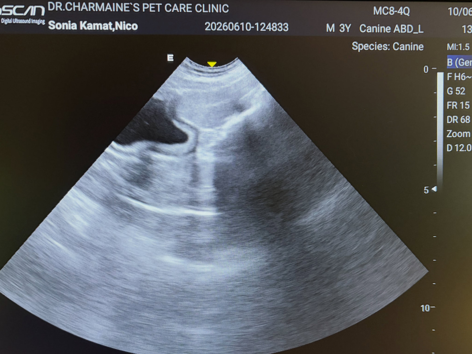 Canine abdominal ultrasound on a clinic monitor