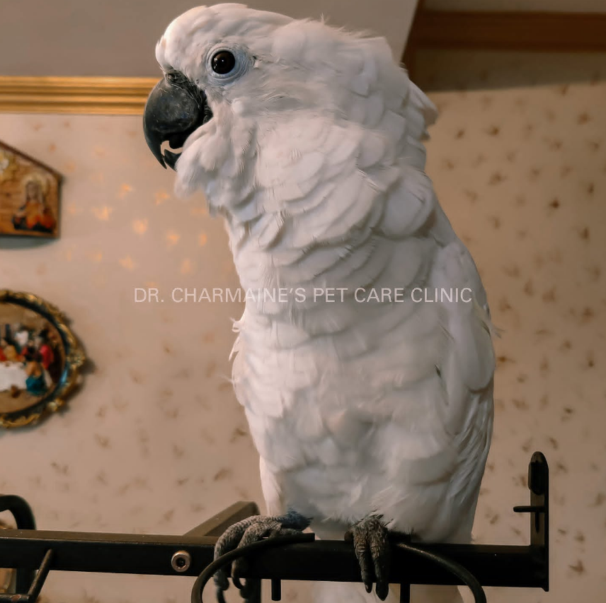 Portrait of a white cockatoo, a companion bird species treated at the clinic