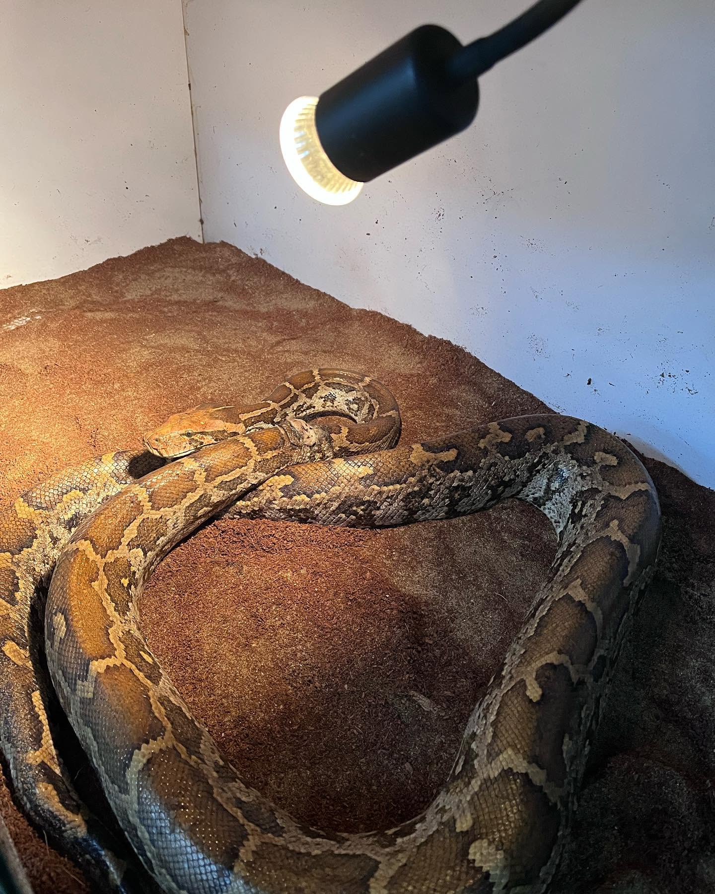 A python resting under a heat lamp in a controlled enclosure