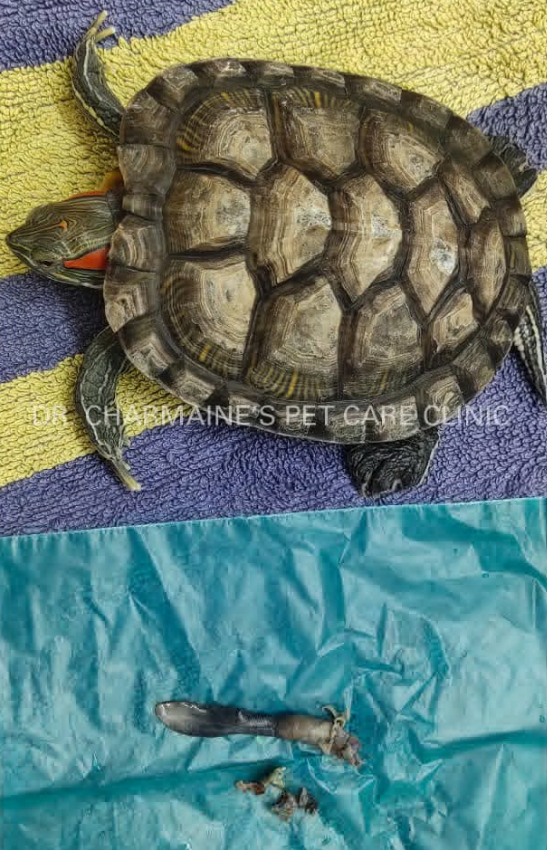 A red-eared slider turtle examined after swallowing a foreign body