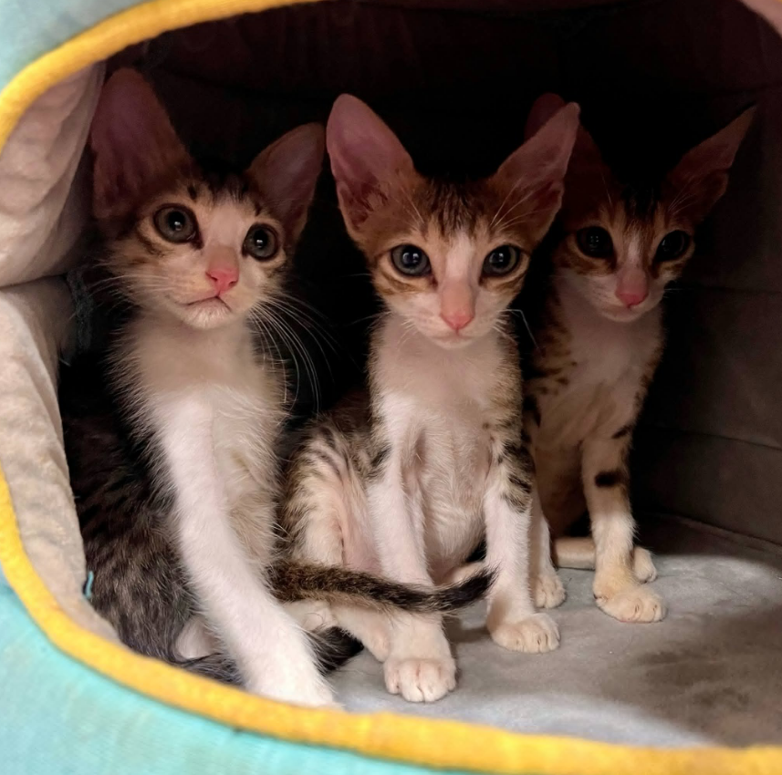 Kittens resting at the clinic