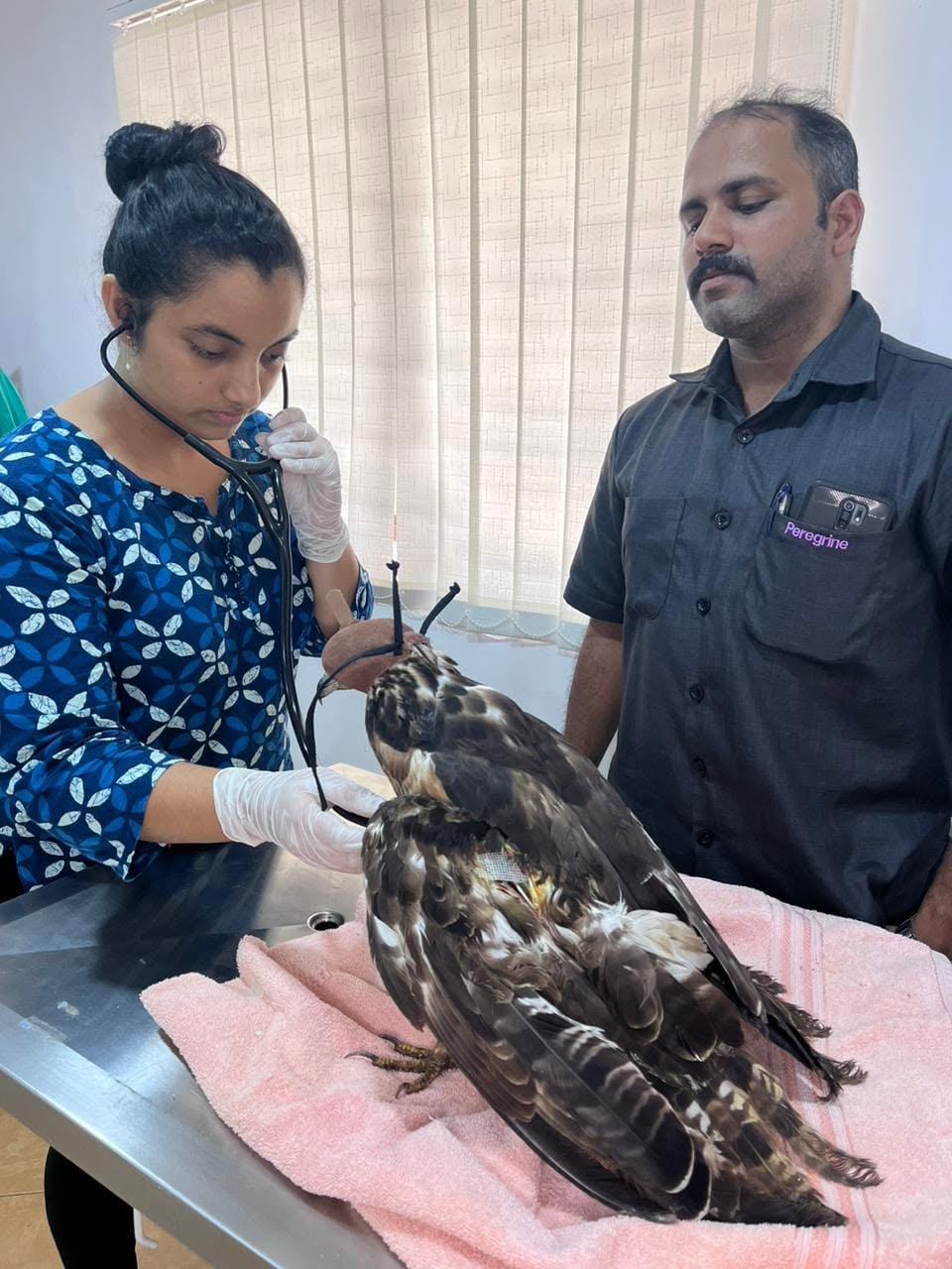 A veterinarian examining a rescued raptor at the clinic